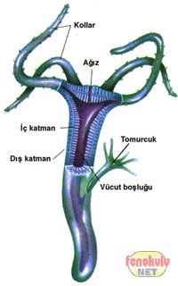 Mitoz Blnme ( Konu Anlatm) Hidra