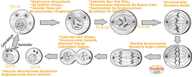 Mitoz Blnme ( Konu Anlatm) Mitozbolunme