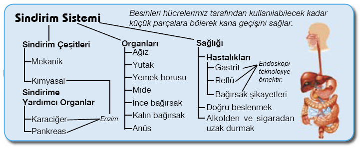 7. snflara FEN VE TEKNOLOJ KONULARI Sindirimkavram