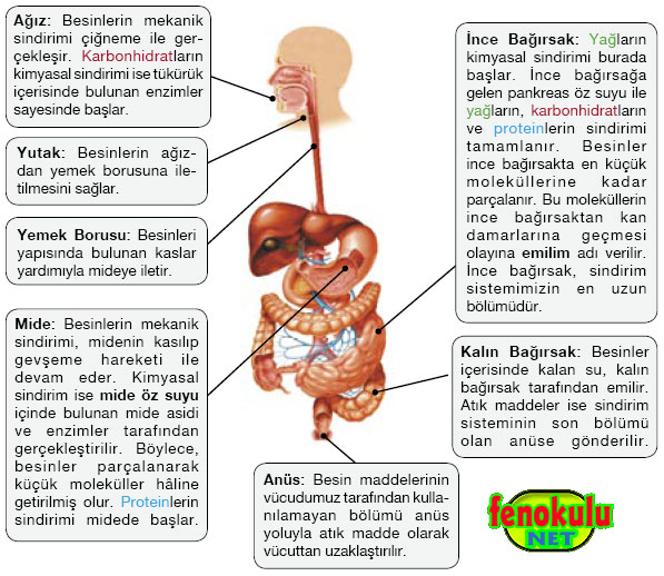 7. snflara FEN VE TEKNOLOJ KONULARI Sindirimsistemi