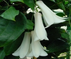 Poema El copihue Blanco- Autor Ignacio Verdugo Cavada CopihueBlanco1