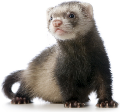 Pet question Ferrets