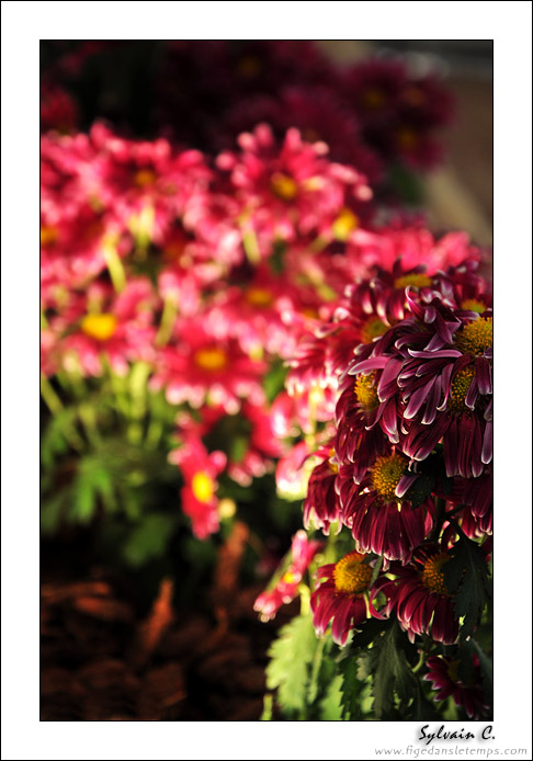 Floralies 2009 - Bourg en Bresse (Partie 2/2) DSC_0845