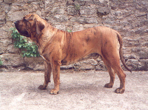 *  *  * PEDIGREE DE BREIZH *  *  * Indio2