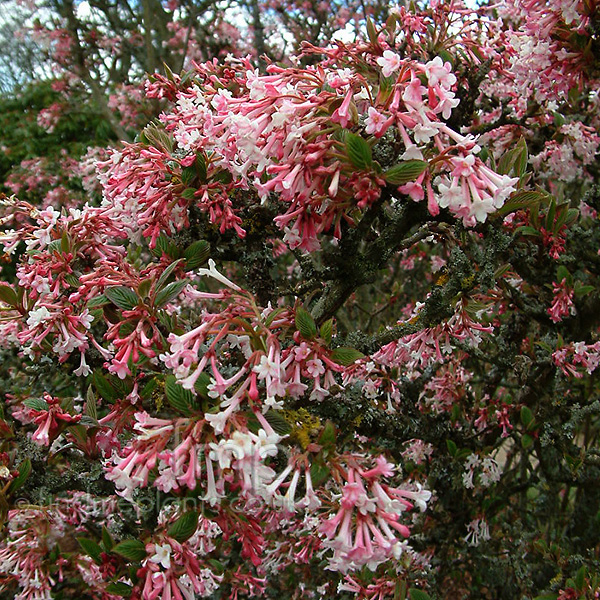 Arbuste coloré ou fleuri en Hiver Viburnum_grandiflorum