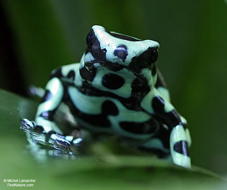 Les Serpent comment les reconnaître ?  Dendrobate-vert-noir