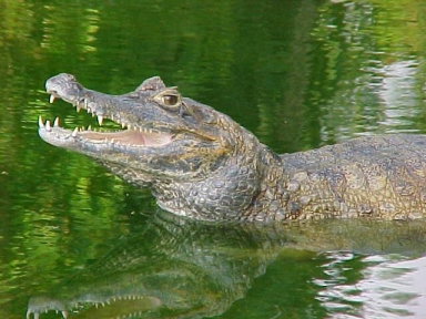 Diário dos Sonhos de EmersonPawoski - Página 15 Jacare_acu1