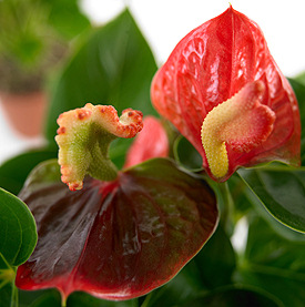 VƯỜN CÂY HOA ĐV I - Page 12 Anthurium_andreanum_red_coral2