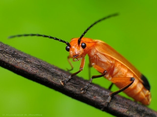 General invertebrate arachnid & Insect talk Soldier-beetle