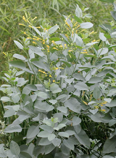 A côté de la cardosana Nicotiana-glauca-1