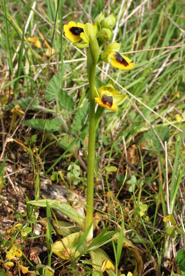 HOA GIEO TỨ TUYỆT - Page 20 Ophrys-lutea3