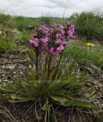 Semis de Pedicularis Pedicularis-parryi