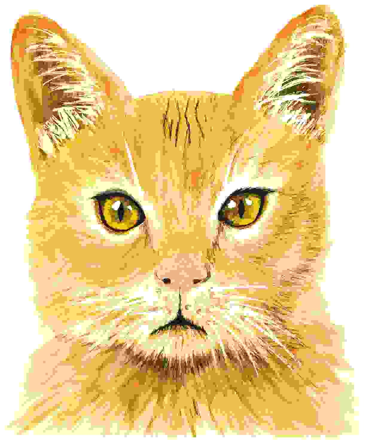 Post a pic of something YELLOW. - Page 3 Orange_kitty