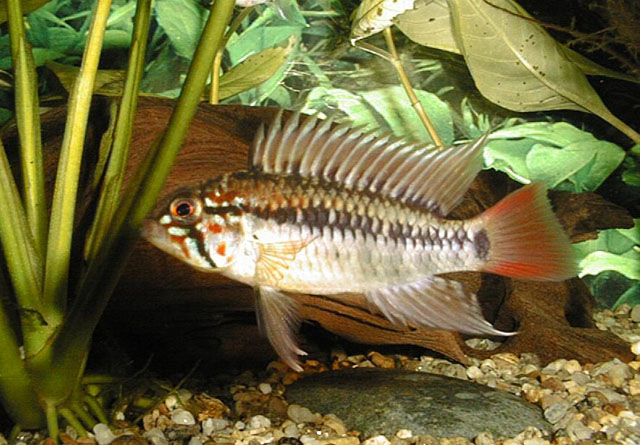 Identification apistogramma et tetra Apmac_m0