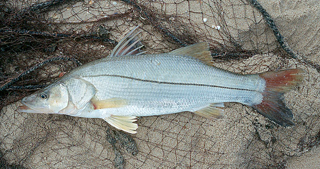 La Pesca del Róbalo (Centropomus sp.) por José Manuel López Pinto / Actualizado a 03 de Noviembre del 2013 Cemex_u0