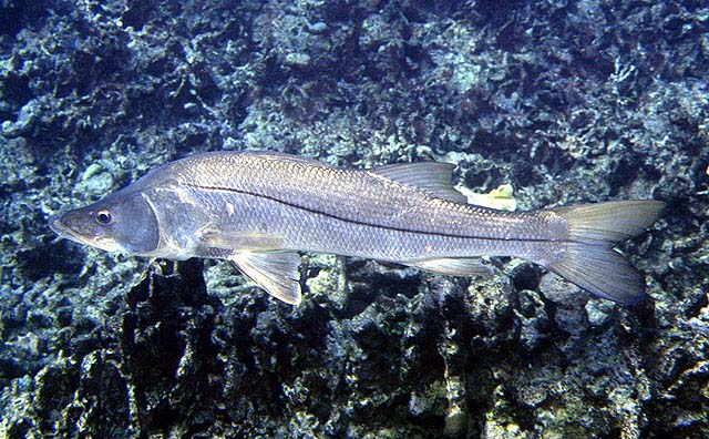 La Pesca del Róbalo (Centropomus sp.) por José Manuel López Pinto / Actualizado a 03 de Noviembre del 2013 Ceund_u1