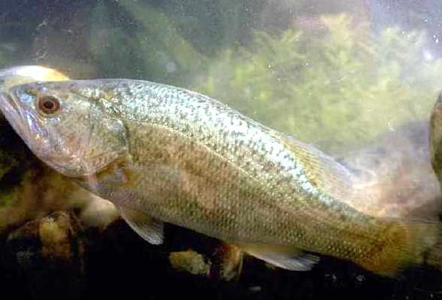 LA PESCA DEL BLACK BASS / LOBINA Por José Manuel López Pinto Misal_u3