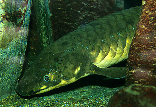 Dipnoi (Lungfish)  Nefor_u0