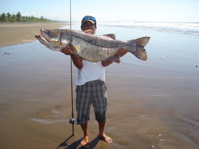 La Pesca del Róbalo (Centropomus sp.) por José Manuel López Pinto / Actualizado a 03 de Noviembre del 2013 DSC03675