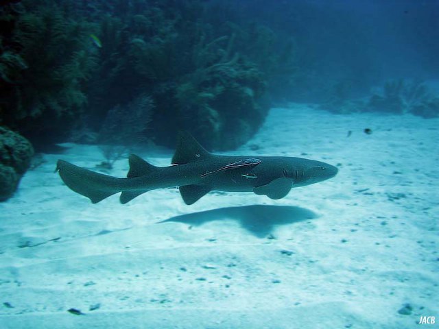 Escrito La Pesca del Tiburón con Carnadas por José Manuel López Pinto / Actualizado al 20 de Octubre del 2011 Ginglymostoma_cirratum