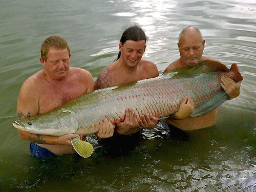 National geographic pictures Arapaima8