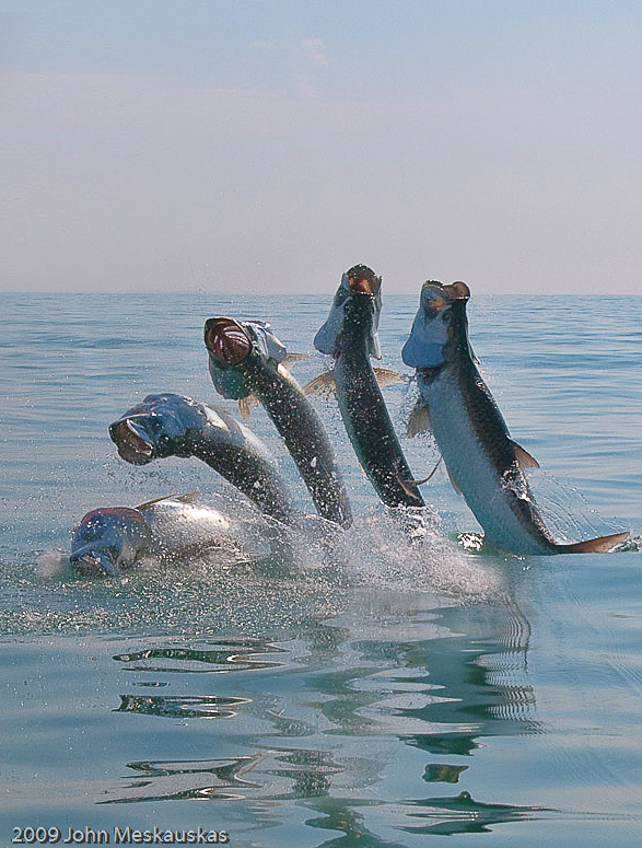 Impresionante secuencia fotográfica del salto de un Sábalo TarponSequence