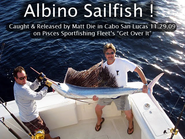 Peces Velas albinos una rareza de la naturaleza por José Mnauel López Pinto Albino-sailfish