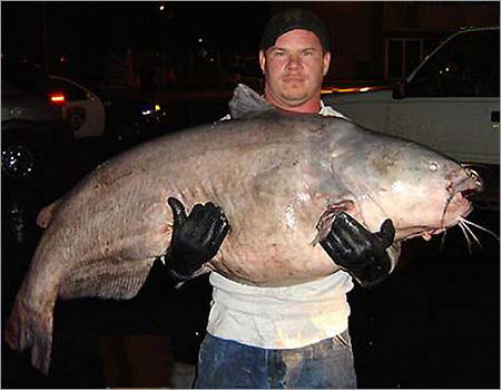 اصطياد اسماك منوعه وغريبه World-record-blue-catfish