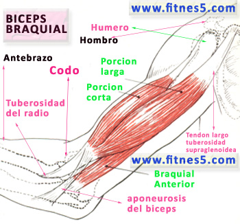 ayuda para cambiar mi rutina de volumen BicepsAnatomia