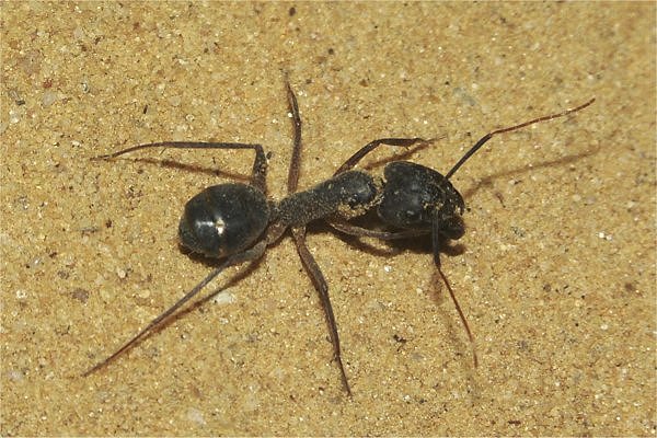 ( عاجل وخطير .. احذروا النمل  ) Ant