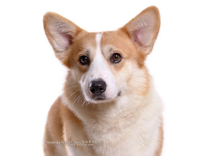 Aide pour le choix d'un chiot svp! - Page 2 Wallcoo.com_Pembroke_Welsh_Corgi_picture_85520