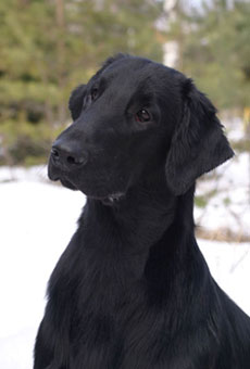 Flat coated retriever Jane4756