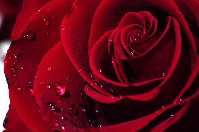 Mercredi 1er mai ROSE_ROUGE_comme_AMOUR