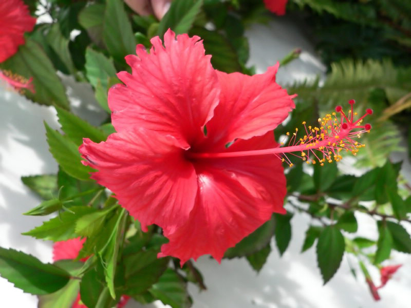 Fleurs  - Page 2 Fleur-hibiscus-seches-biologique-naturelle