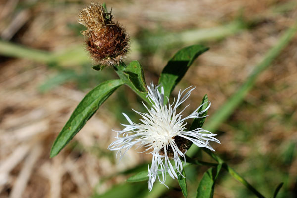 la fleur de Martin du 16 Juin trouvée par Blucat Wp8d2a9ab6