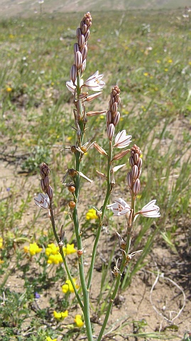 Asphodelus tenuifolius Asphodelus_fistulosus