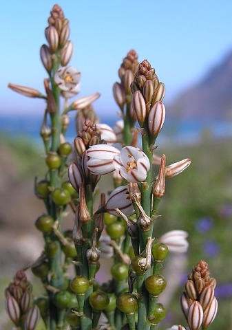 نبآت البروق    البَرْوَق Asphodelus tenuifolius Asphodelus_fistulosus2