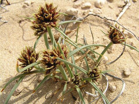 Cyperus capitatus Cyperus_capitatus