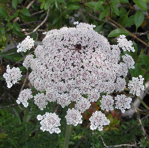 BUSQUEMOS HERMOSAS FLORES - Página 34 Daucus_carota2