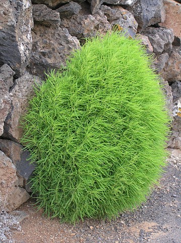 مكنسة الجنة Kochia scobaria Kochia_scoparia