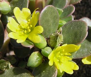 صور لبعض عائلات الخضار: البذور والنورات Portulaca_oleracea2