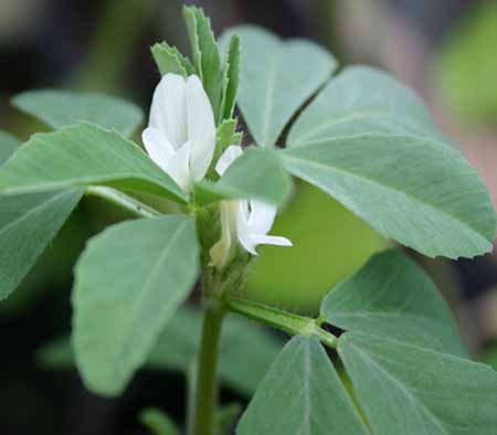 TỨ TUYỆT HOA - Page 14 Fenugreek_flower