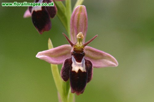  HOA GIEO TỨ TUYỆT - Page 49 Ophrys_insectifera_x_apifera_de7