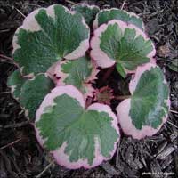 LAS PLANTAS Y SU ADECUADA UBICACIÓN Saxifraga_stolonifera_Tricolor