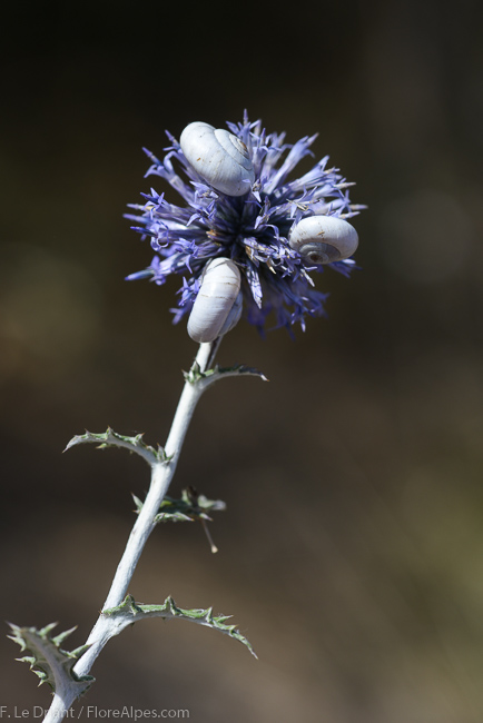 La flore Méditérranéenne Echinops_4