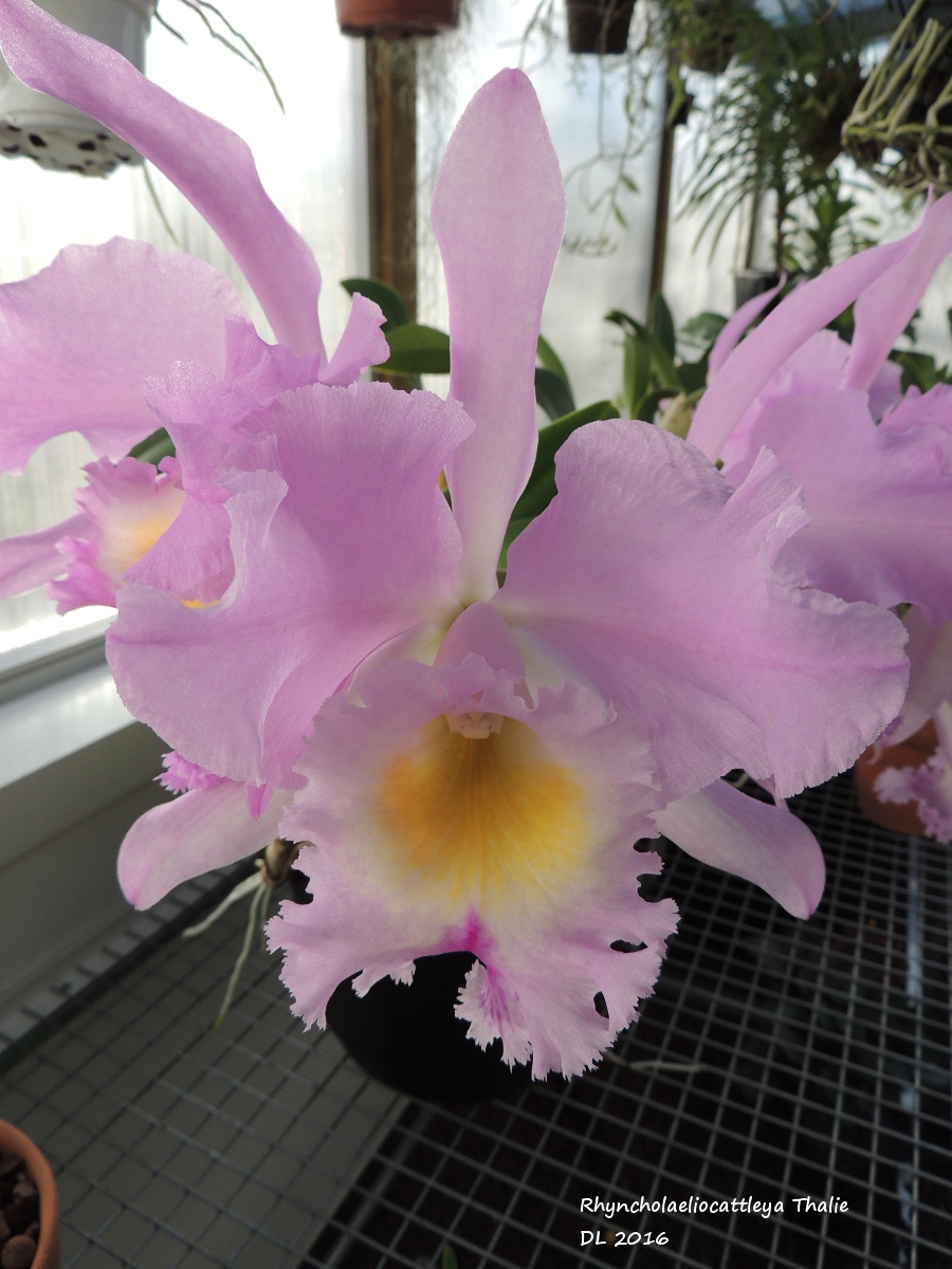 Rhyncholaeliocattleya Thalie RC-Thalie-2016-2