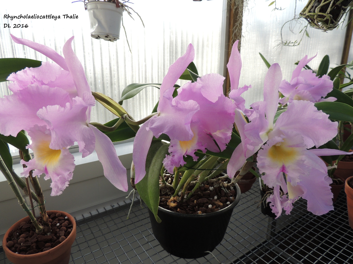 Rhyncholaeliocattleya Thalie RC-Thalie-2016