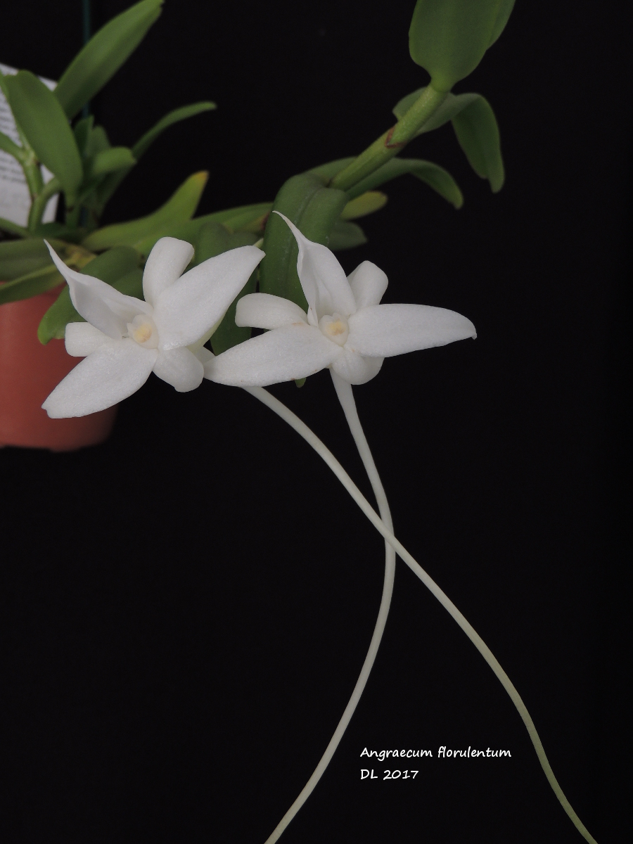 Angraecum florulentum Angraecum-florulentum-2017