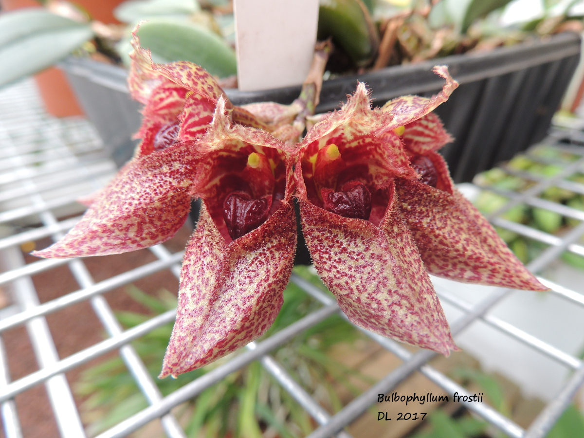 Bulbophyllum frostii Bulbo-frostii-2017