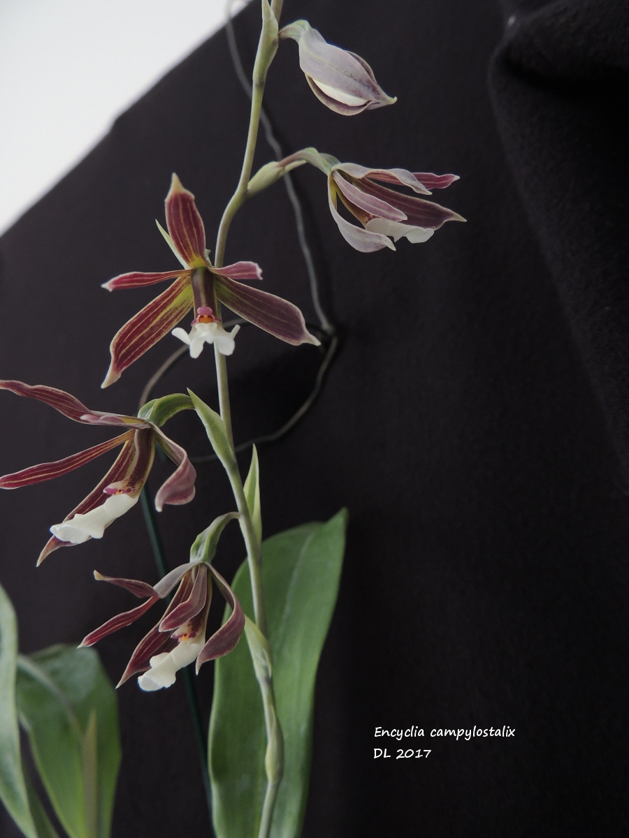 Prosthechea campylostalix Encyclia-campylostalix-2017-2